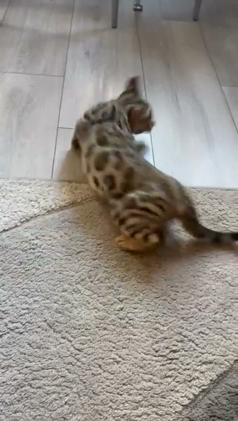 Bengal cats for sale: ⭐️ Ready now- STUNNING TICA REG ⭐️FEMALE BENGAL⭐️ - Video 4