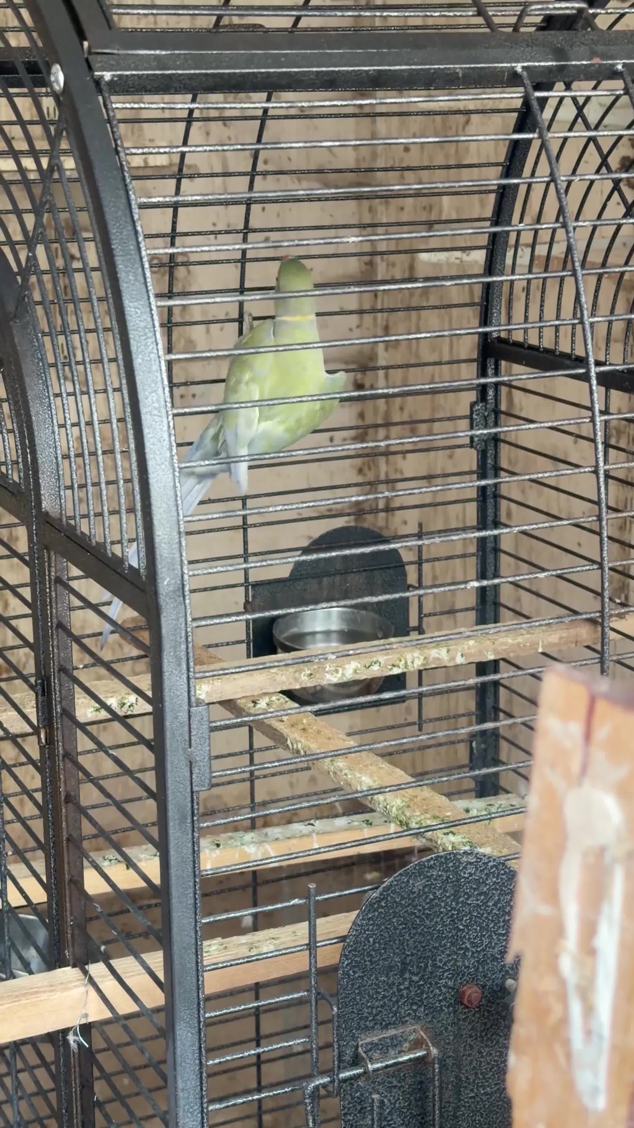 Ringnecks birds for sale: Male purple and olive - Video 1