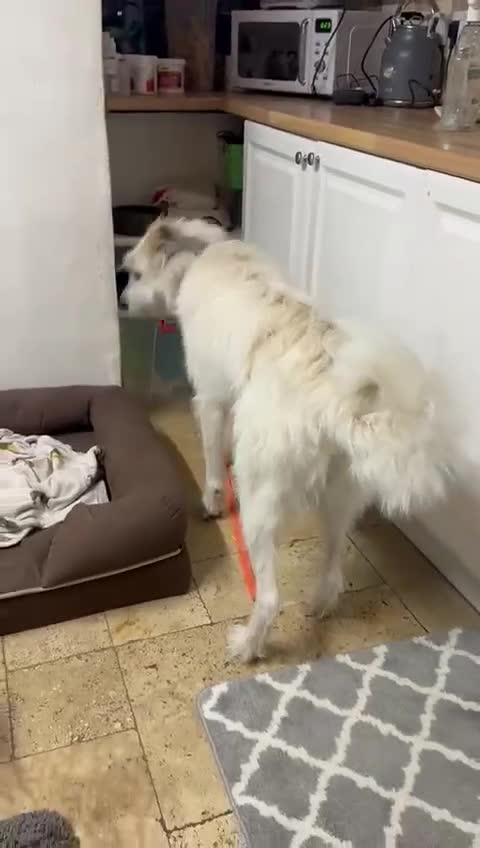 Mixed Breed dogs for adoption: KALLIE-16months, loves dogs/playful/active/rural - Video 3