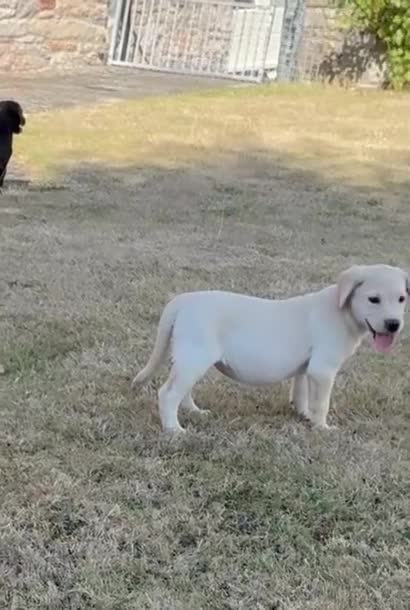 Labrador Retriever dogs for sale: Beautiful Labrador puppies  - Video 4