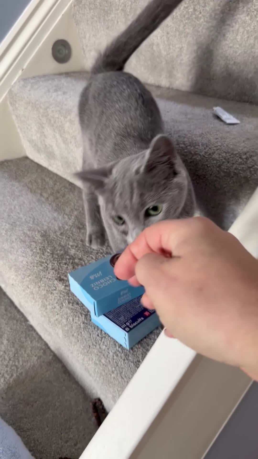 Russian Blue cats for sale: Adorable 8-Month-Old Russian Blue Kitten  - Video 2