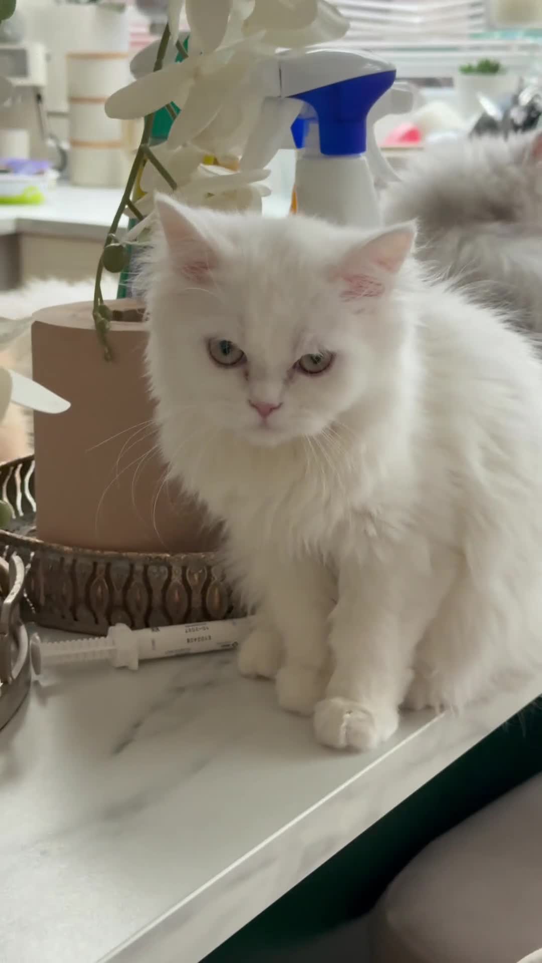 Persian cats for sale: The last Beautiful Persian female kitten - Video 1