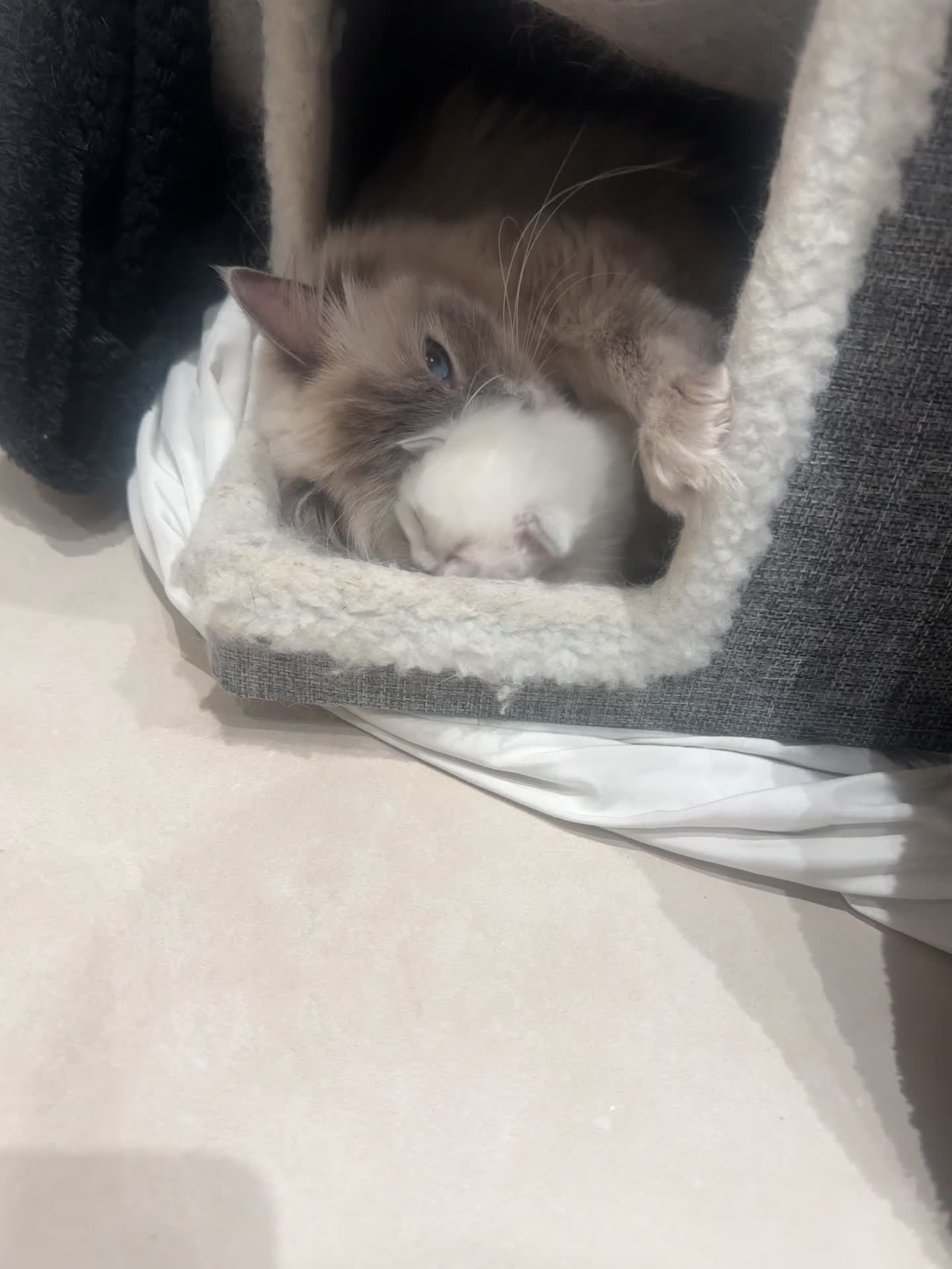 Ragdoll cats for sale: ragdoll kittens 1 GIRL left reduced to £500 - Video 1