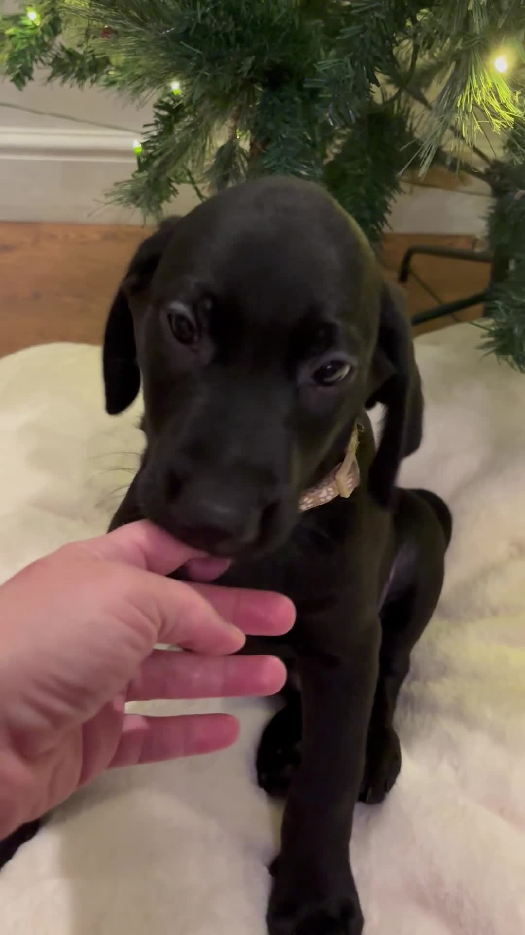 Labrador Retriever dogs for sale: Fully Health Tested Outstanding KC Reg Puppies - Video 1