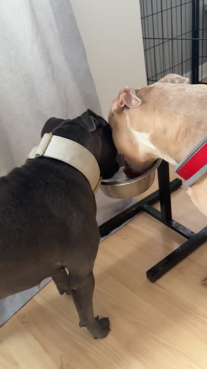 Staffordshire Bull Terrier dogs for sale: Blu 💙 - Video 3