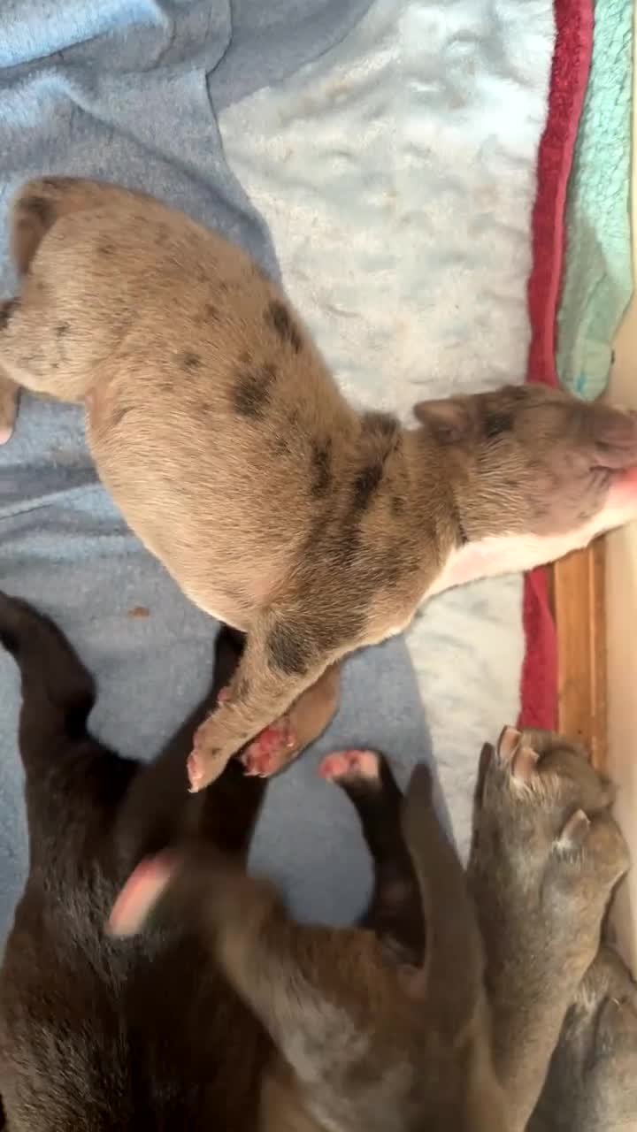Mixed Breed dogs for sale: Unplanned litter  in Grimsby - Video 1
