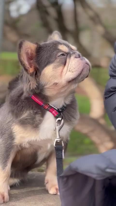 French Bulldog dogs for stud: EL PACO, L4L4 FLUFFY/ FOR SALE. in Newport - Video 1