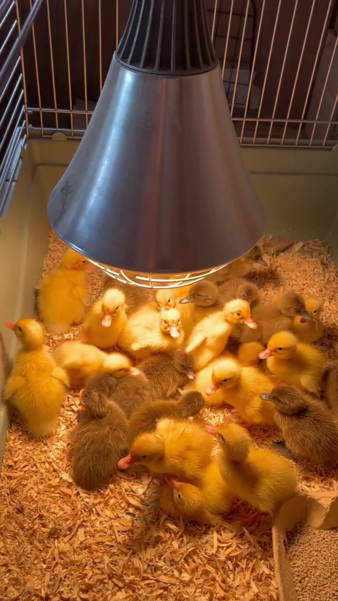 Ducks poultry for sale: White runners and khaki campbell unsexed  - Video 1