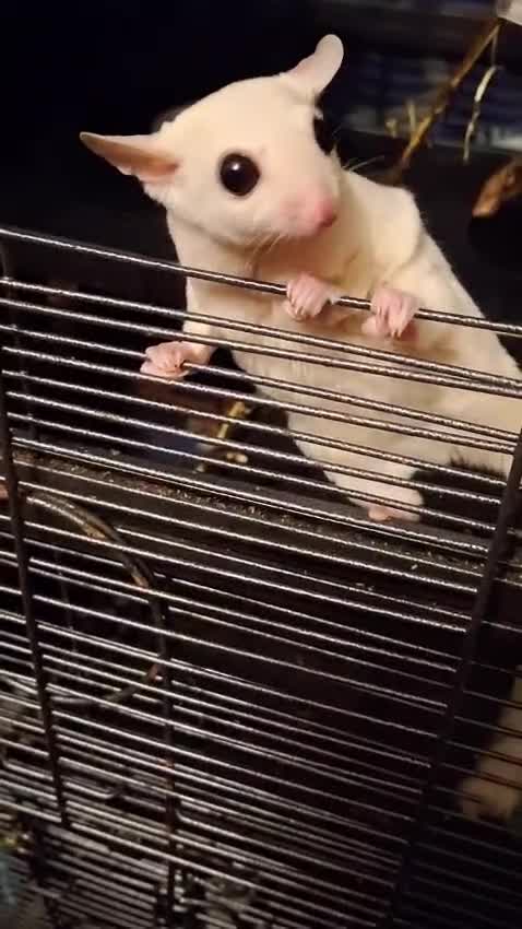 Sugar Glider rodents for sale: Pair of Leucistic Sugar Gliders - Video 2