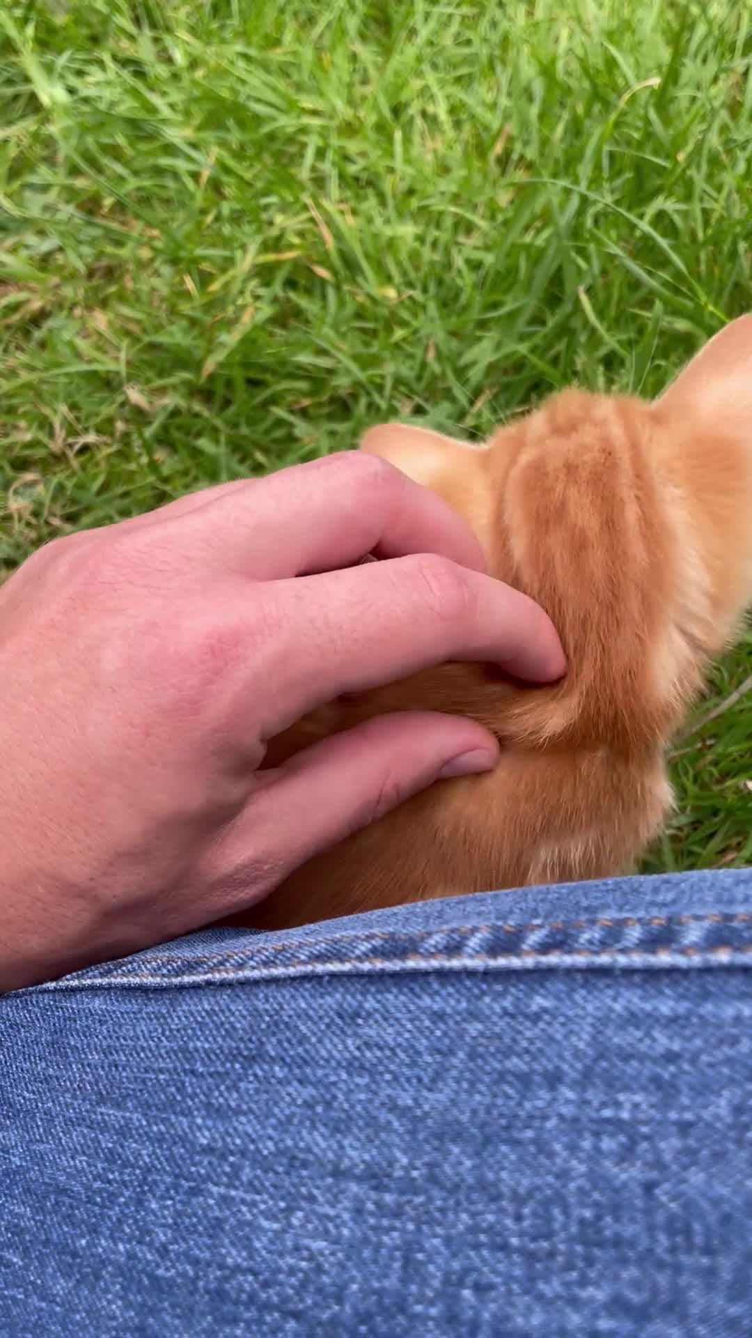 Domestic Shorthair cats for sale: 3 playful male kittens  - Video 1