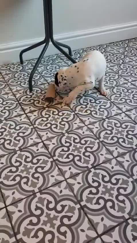 Dalmatian dogs for sale: Dalmation Puppies For Sale - Video 3