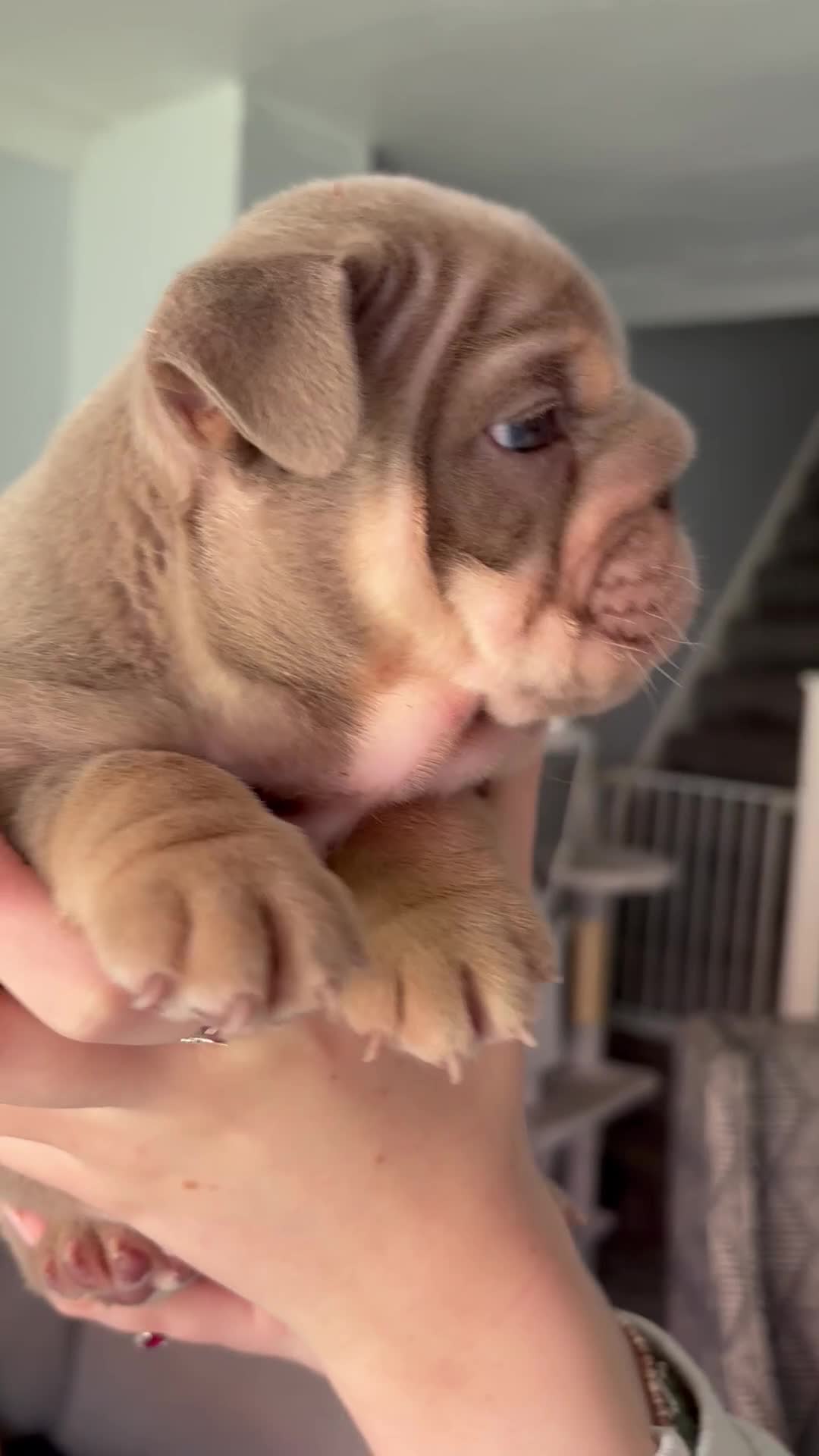 English Bulldog dogs for sale: Last KC English Bulldog Pup – Open to Offers - Video 3