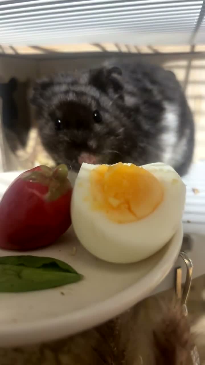 Hamster rodents for sale: hamster  - Video 1