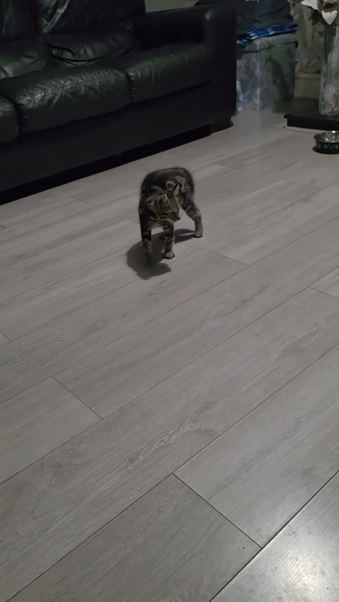 Mixed Breed cats for sale: Bengal cross boy with kitten bundle - Video 2
