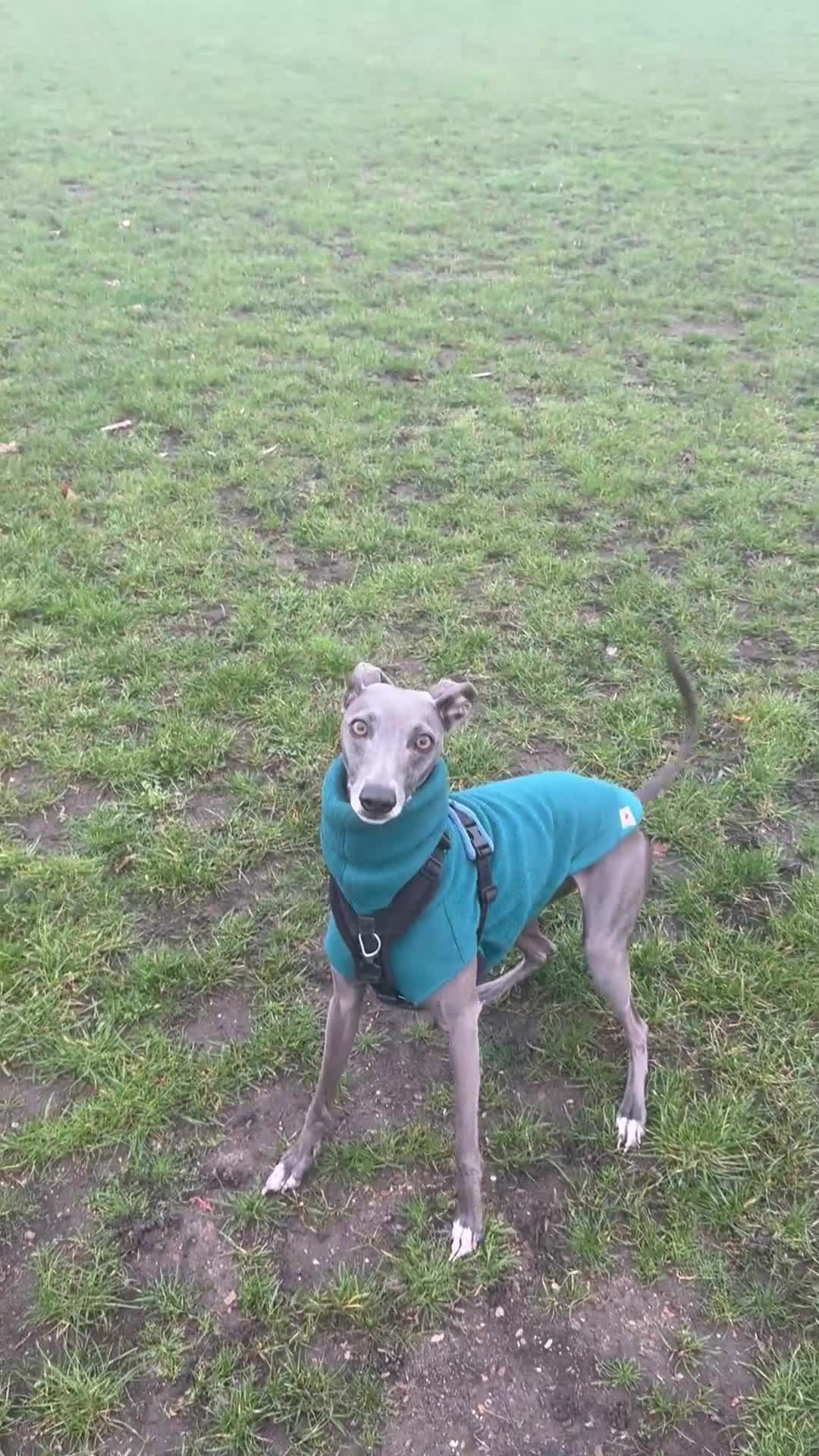 Mixed Breed dogs for sale: 4 year old male whippet/italian greyhound  - Video 1