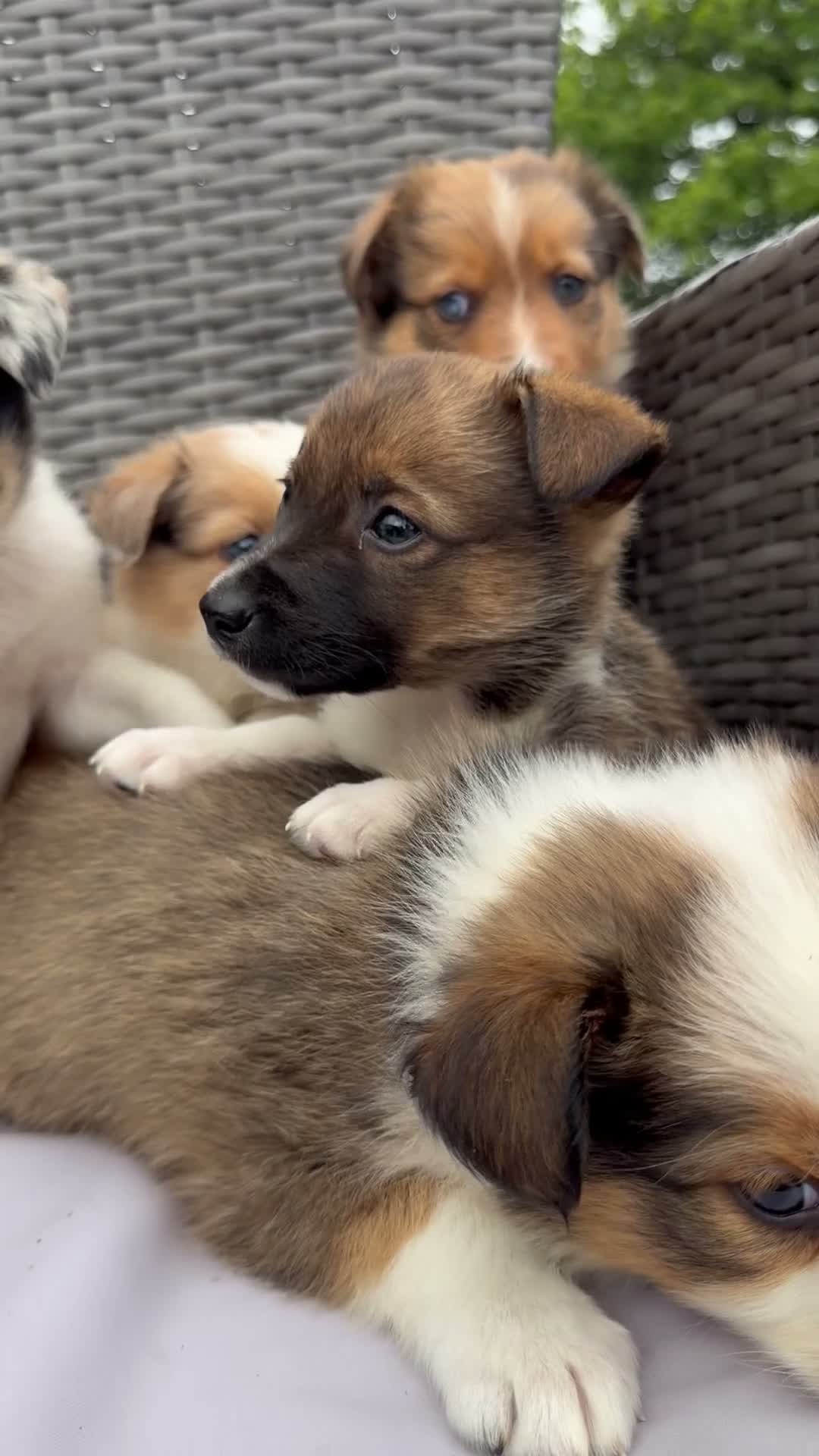 Border Collie dogs for sale: 5 Beautiful Puppies for sale🐾 - Video 1