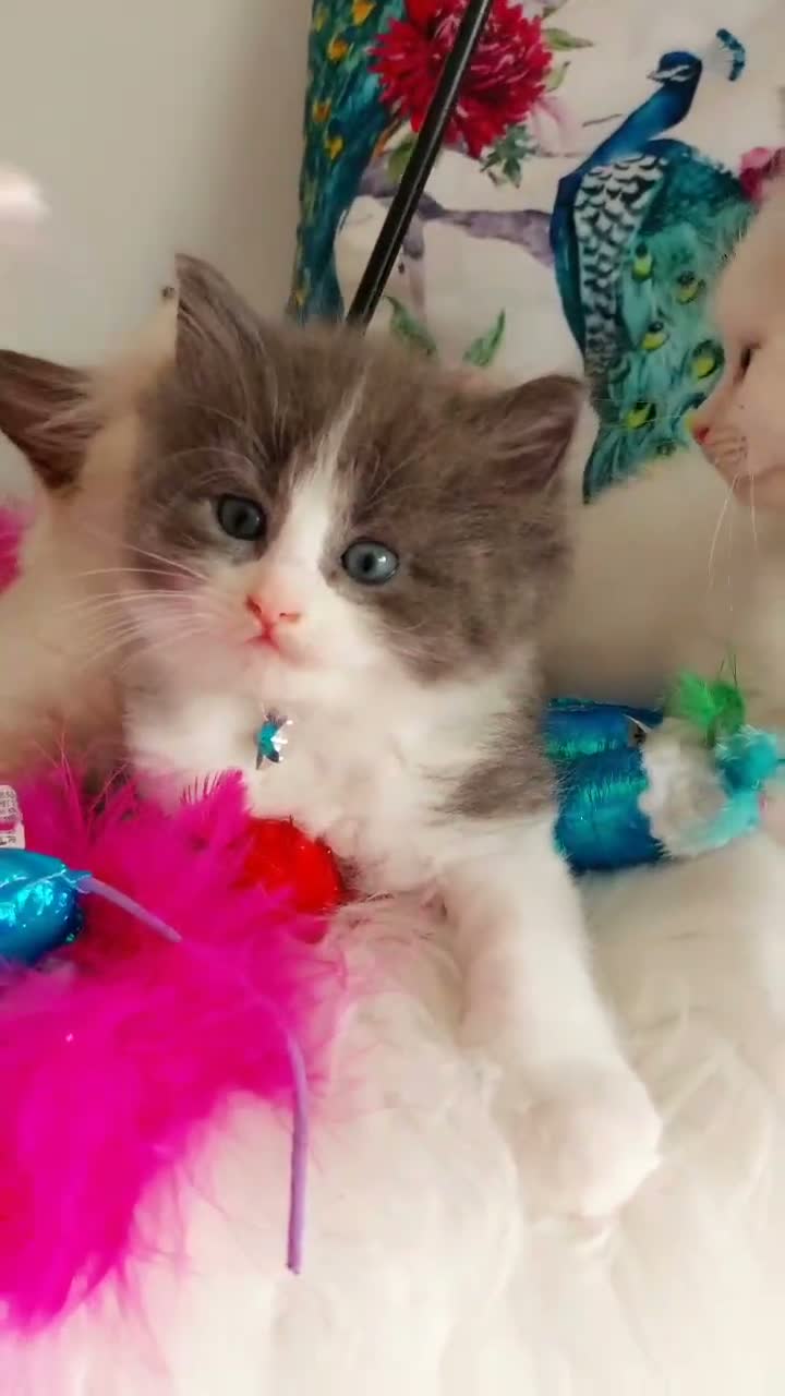 Ragdoll cats for sale: ALL RESERVED 😻😻BEAUTIFUL CROSS RAGDOLL/PERSIAN - Video 1