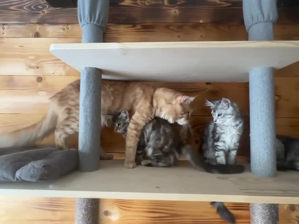 Maine Coon cats for sale: Maine Coon kittens - Video 3
