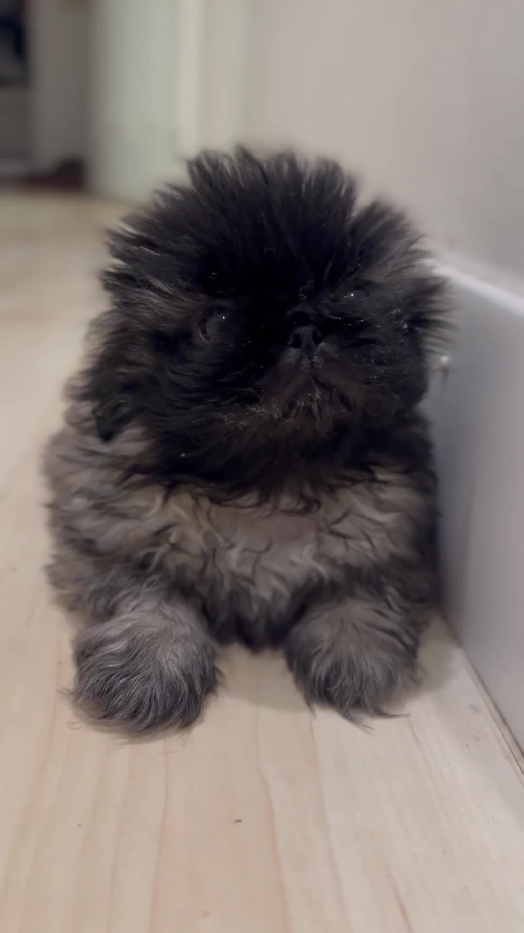 Pekingese dogs for sale: Handsome pure pedigree Pekingese  - Video 4