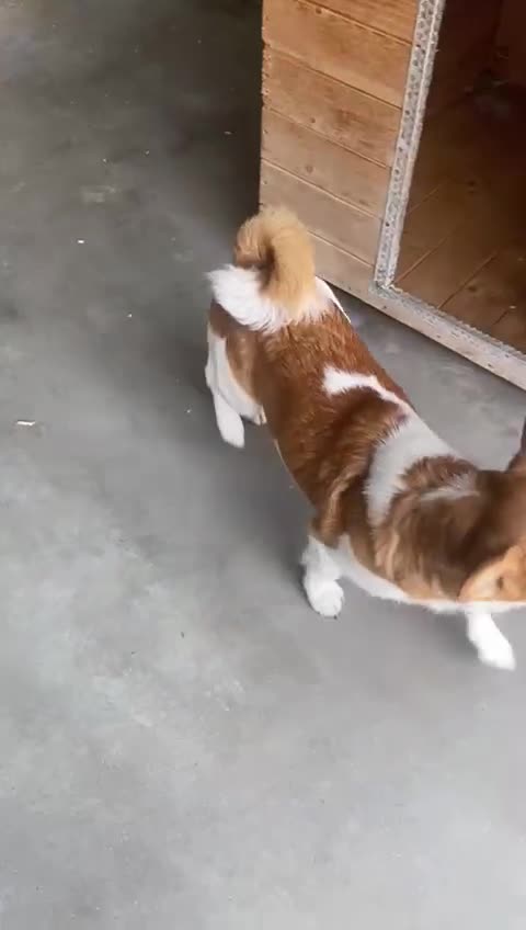 Mixed Breed dogs for adoption: Dewey. 1.5 yrs approx. Available for adoption. - Video 4