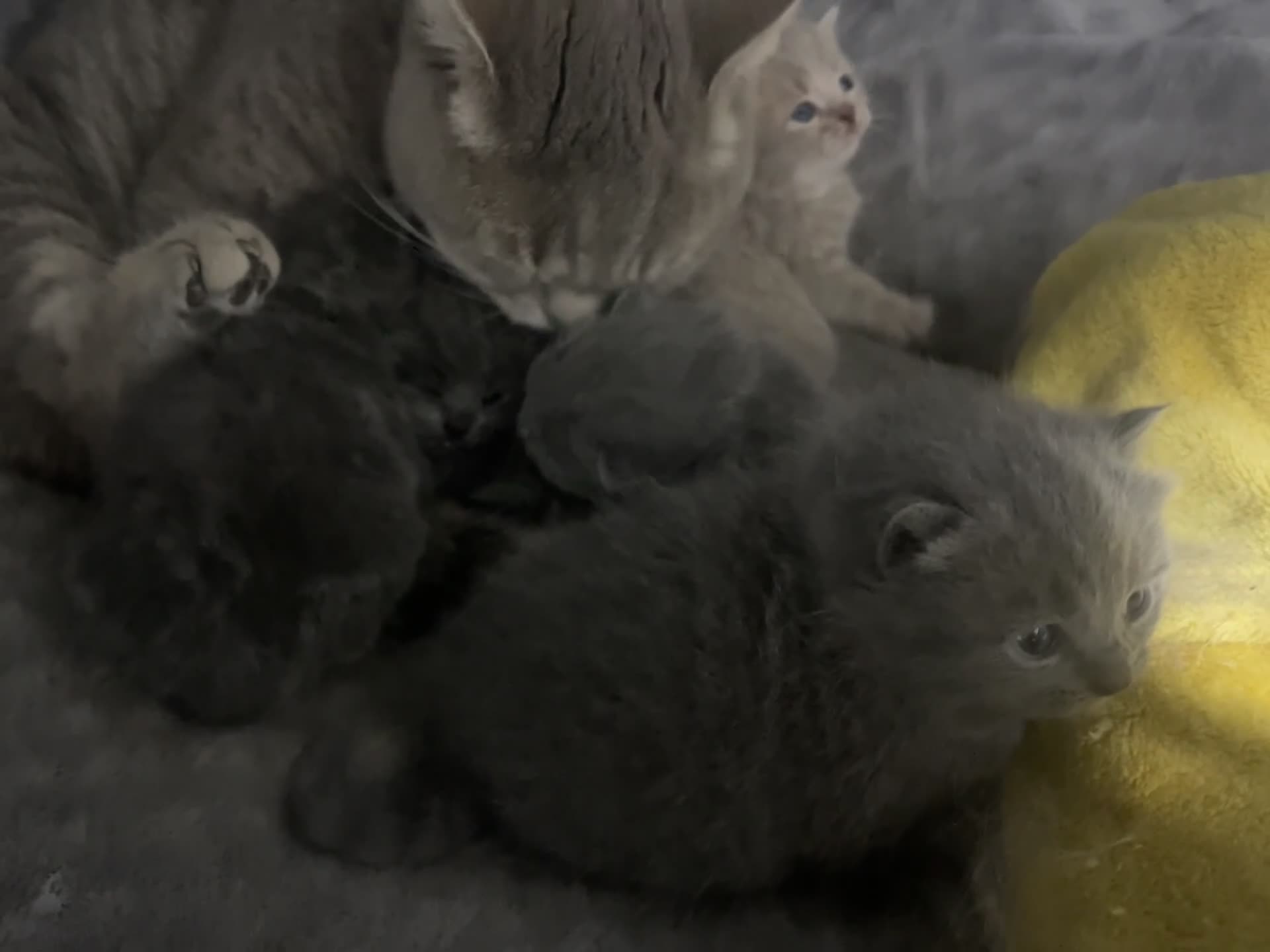 British Shorthair cats for sale: 2 british blue shorthair boys - Video 1