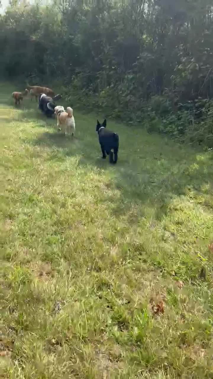Mixed Breed dogs for adoption: Sweet Snaci looking for LOVE in Salisbury - Video 1