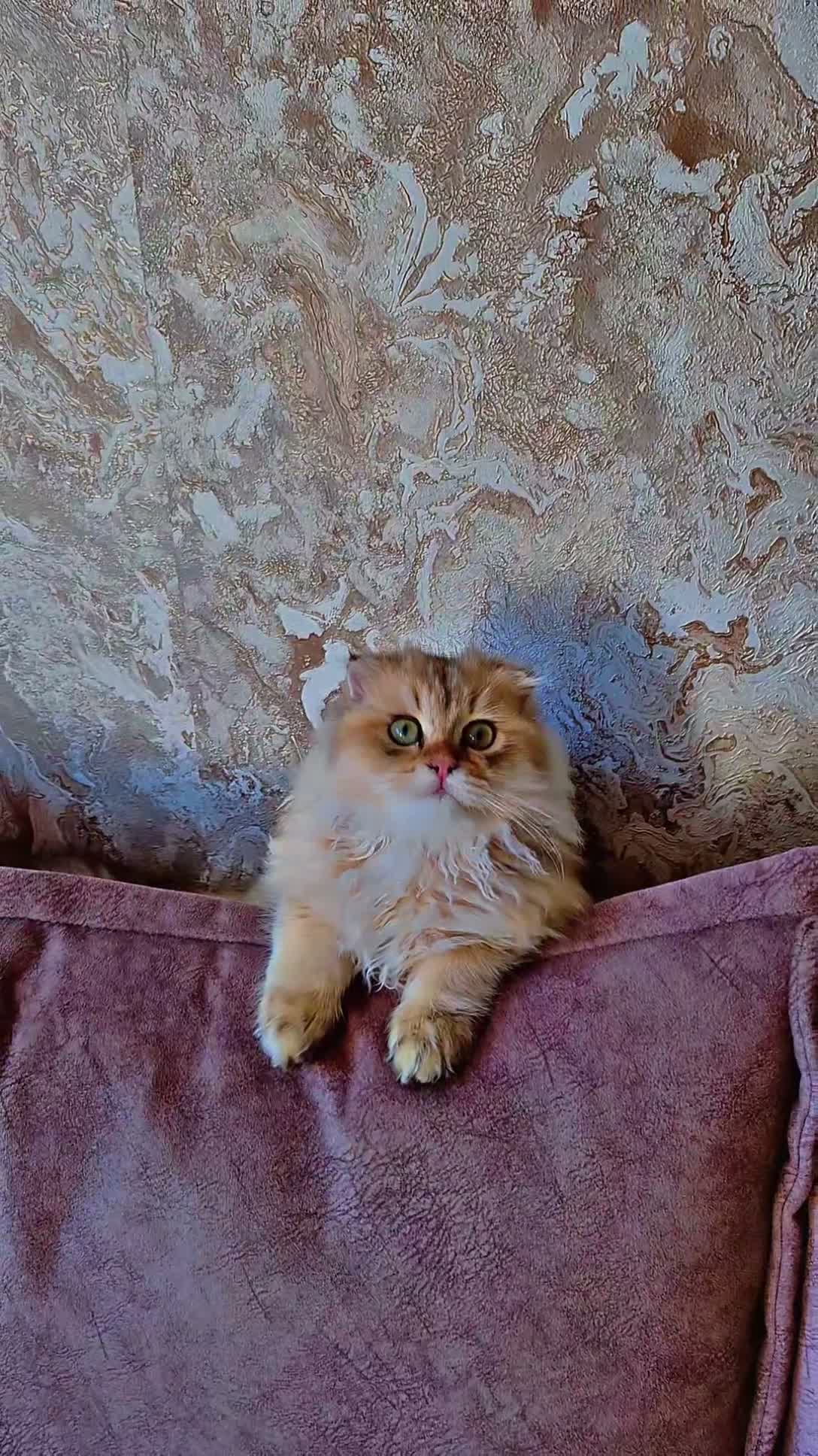 Scottish Fold cats for sale: Stunning scottish fold male kitten - Video 1