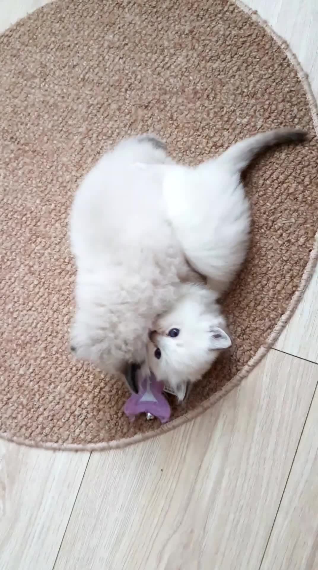 Ragdoll cats for sale: 🐾 Gorgeous Ragdoll Kittens.Ready 22nd December 🐾 - Video 4