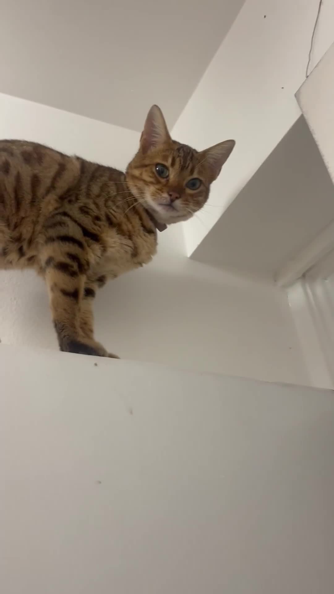 Bengal cats for sale: Full pedigree Bengal female - Video 1