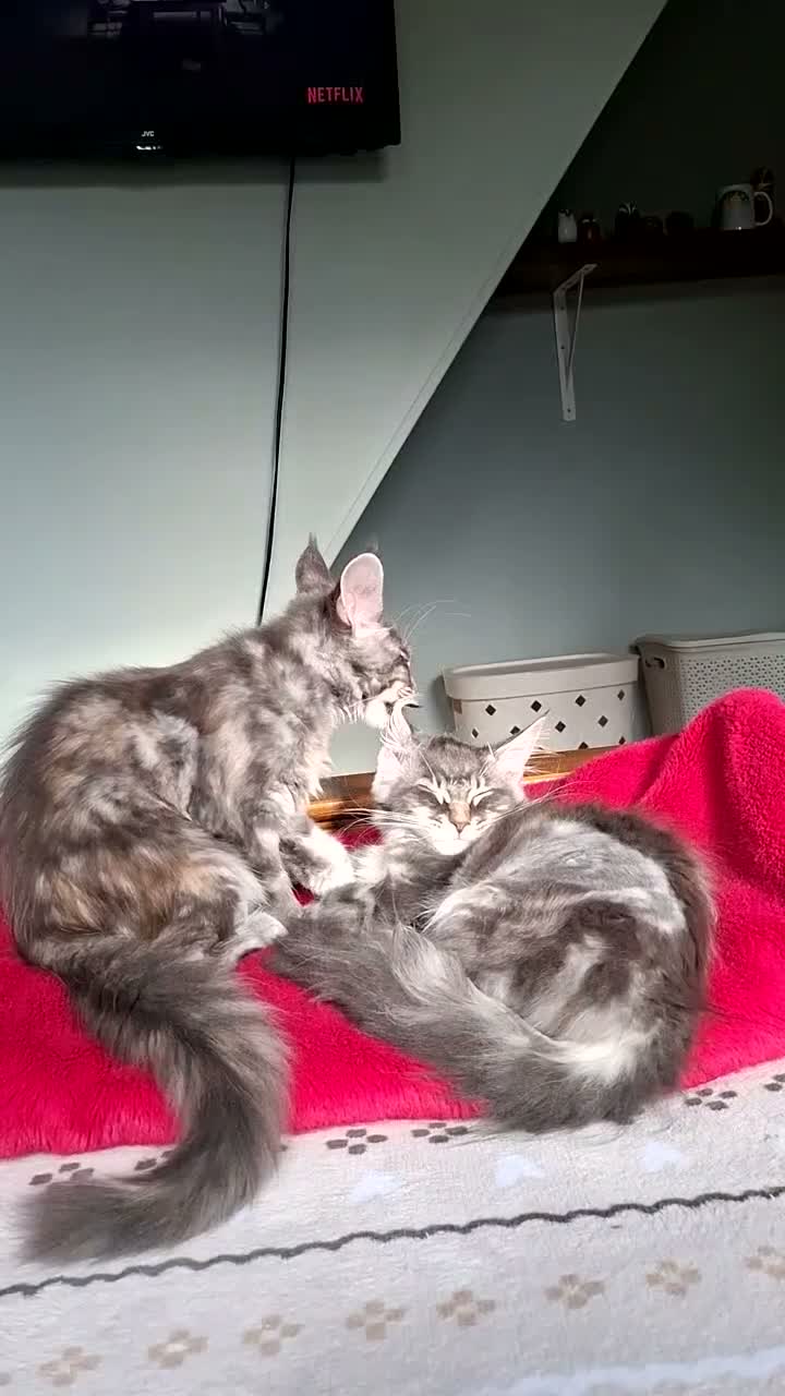 Maine Coon cats for sale: Ready now! TICA Maine coon girls - Video 1