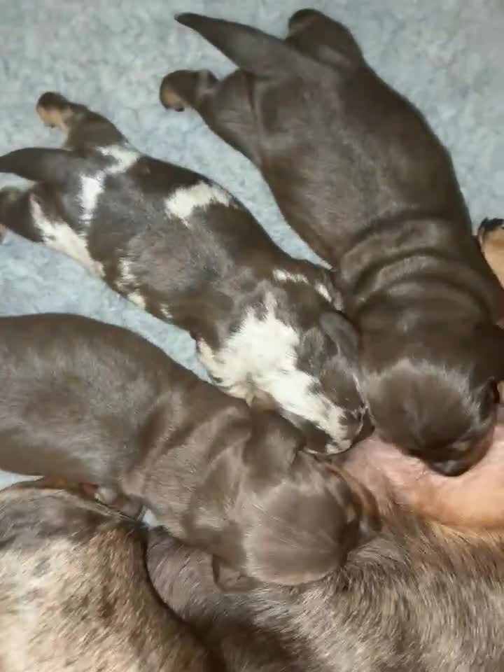 Dachshund dogs for sale: Miniature Dachshund pups - Video 2