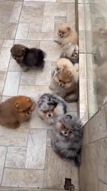 Pomeranian dogs for sale: 🧸🐾 Our Fluffy Pomeranian Puppies for Sale ✨💛 - Video 1