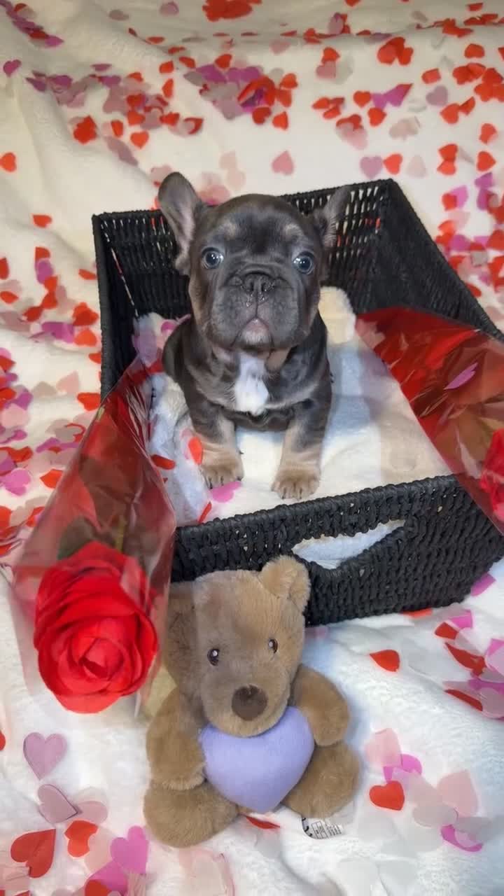 French Bulldog dogs for sale: 5 French bulldogs puppy’s  - Video 2