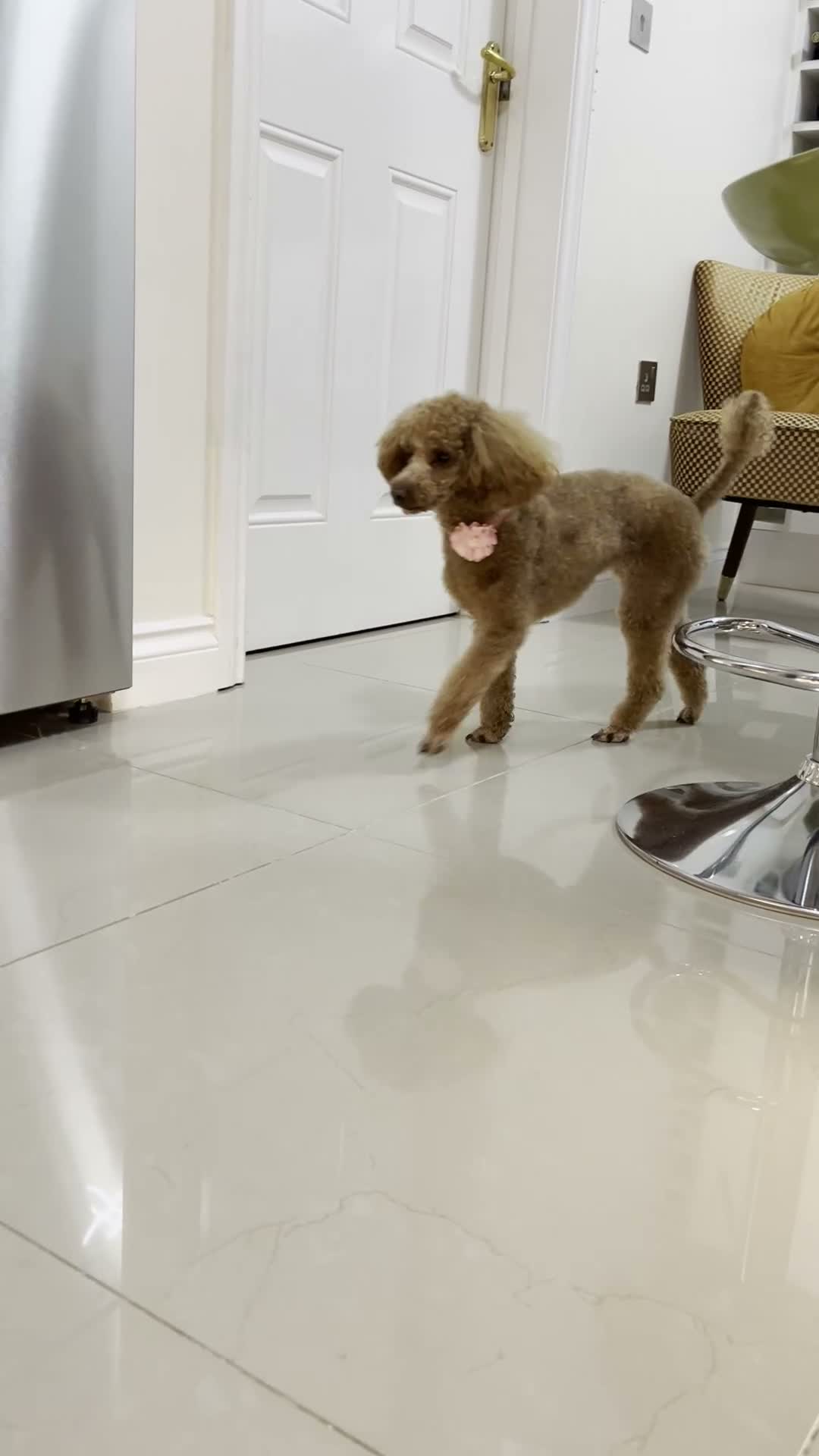 Toy Poodle dogs for sale: KC Registered Red Toy Poodle - Video 2