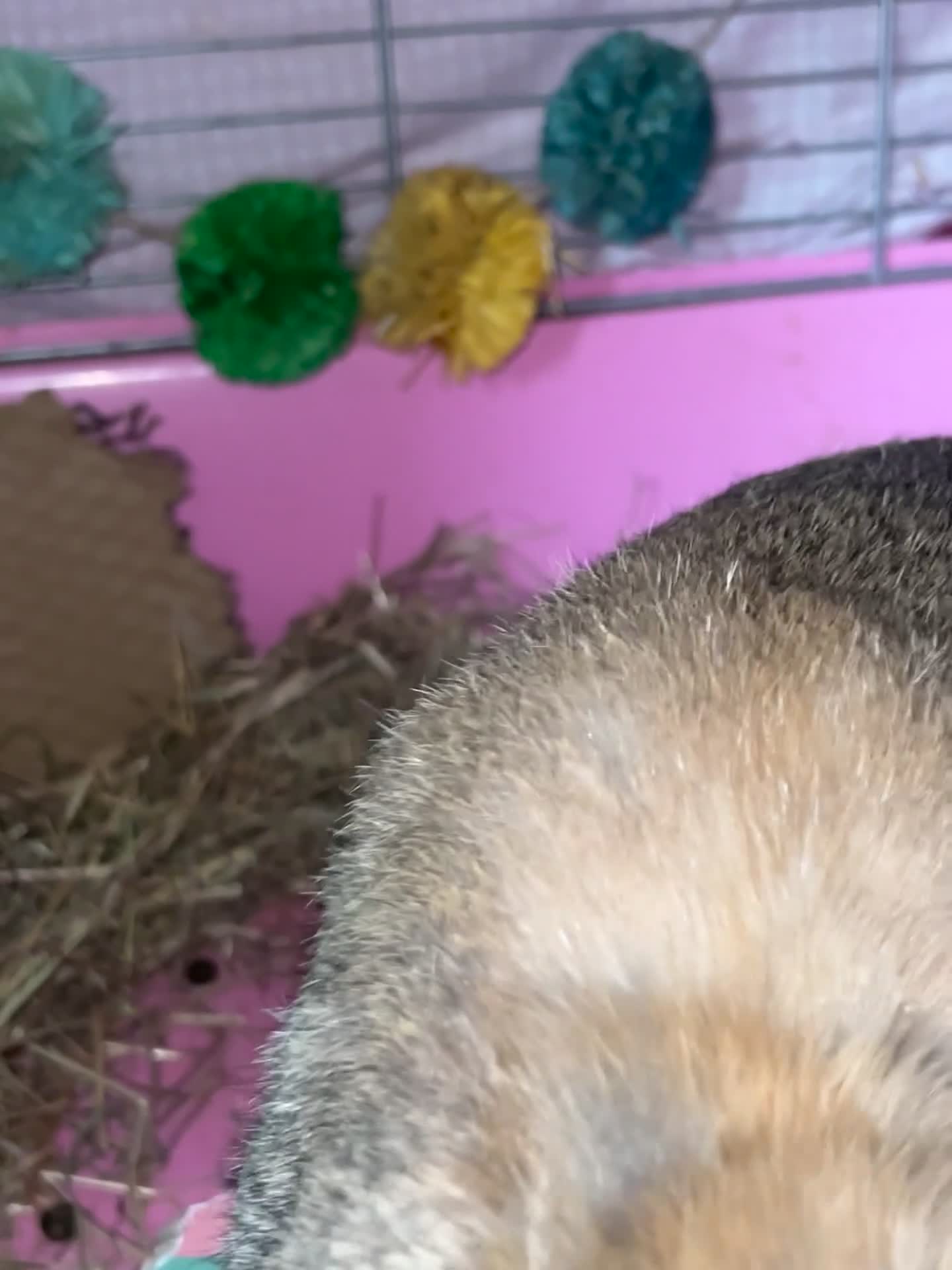 Mixed Breed rabbits for sale: Female bunny looking for a forever home  in Chelmsford - Video 1