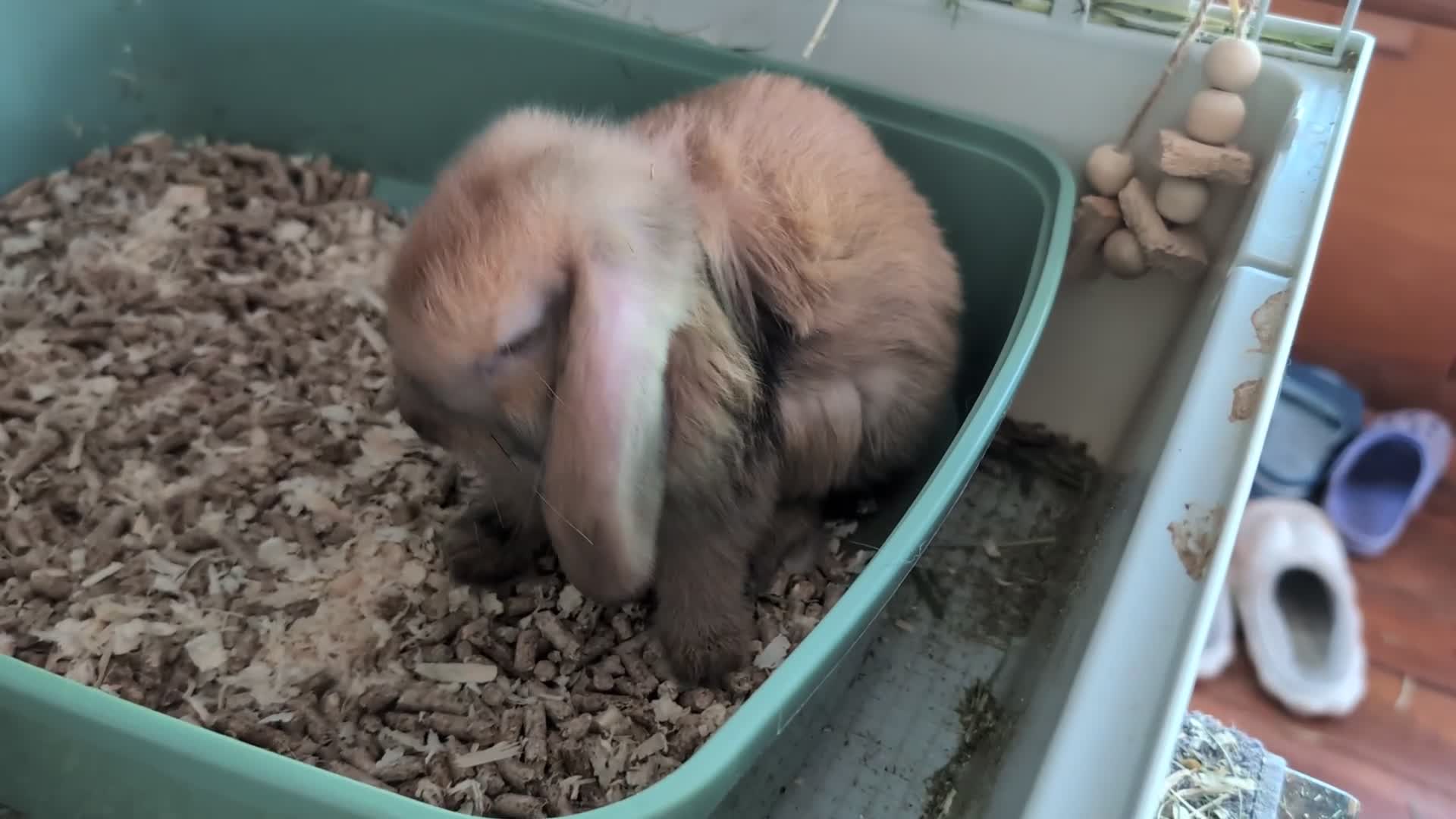 Mini Lop rabbits for sale: Beautiful mini lop babies ready for new homes - Video 1