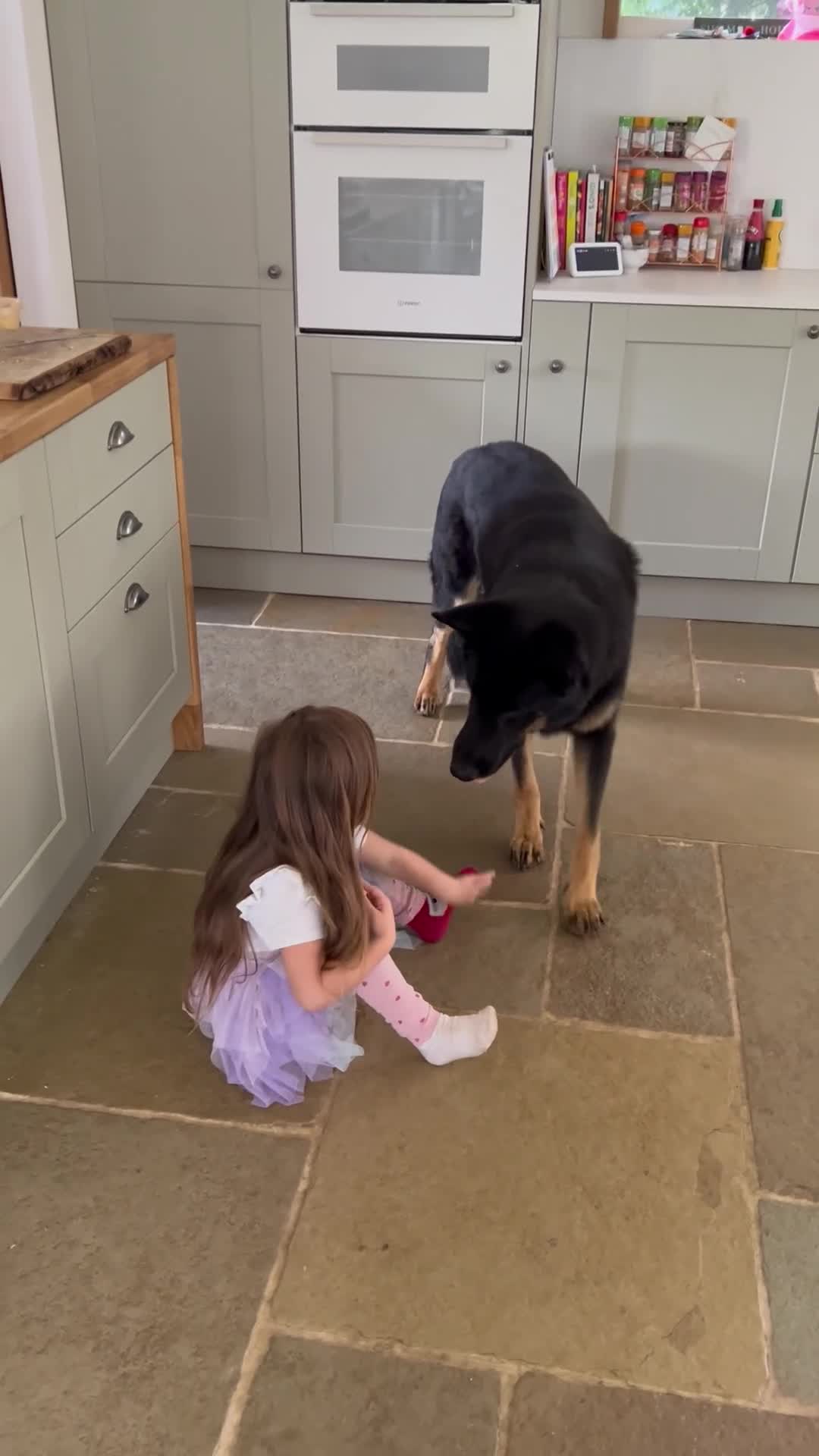 German Shepherd dogs for sale: 5 Year Old German Shepherd for Rehoming - Video 4