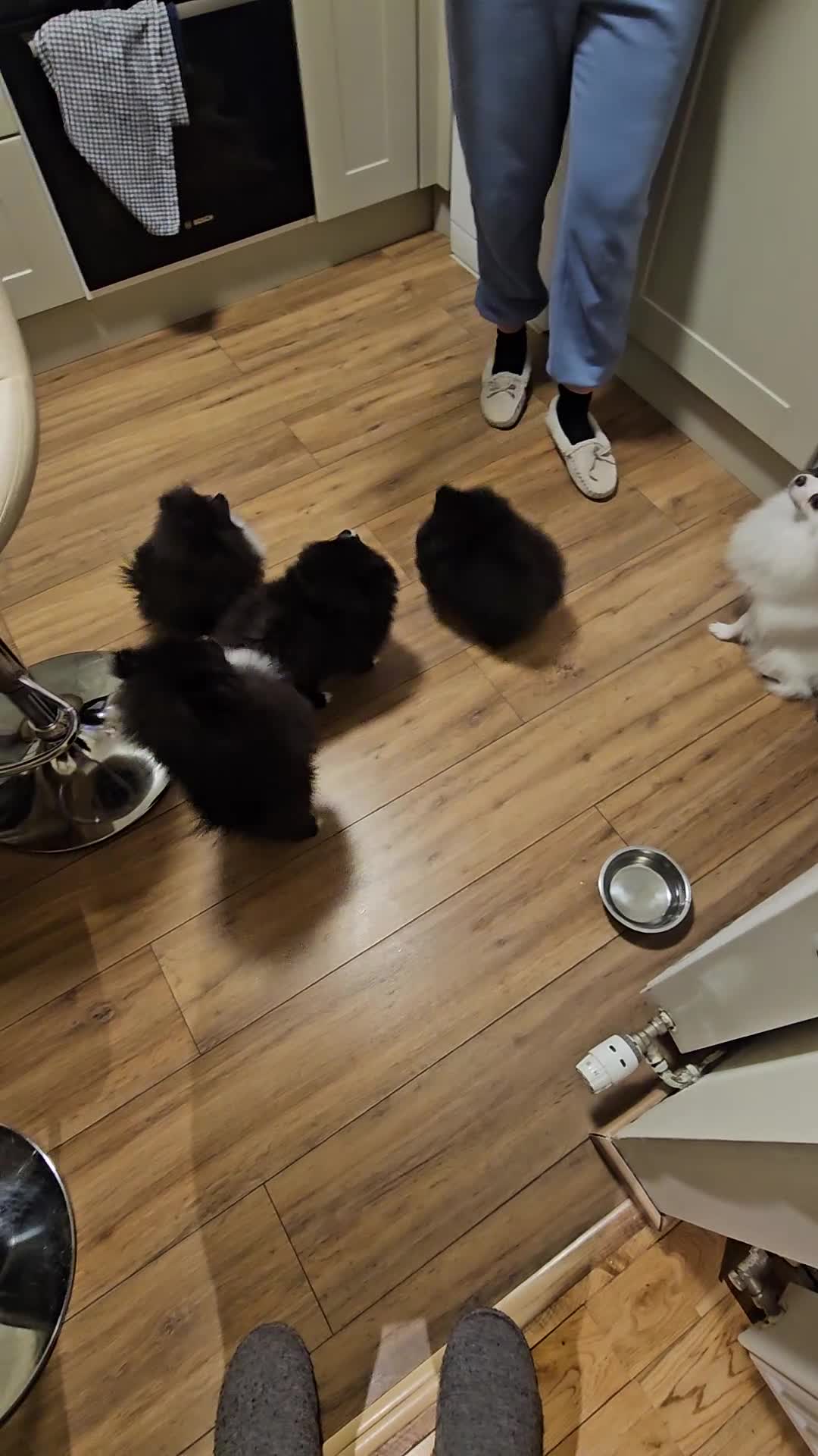 Pomeranian dogs for sale: Pomeranians - Video 3