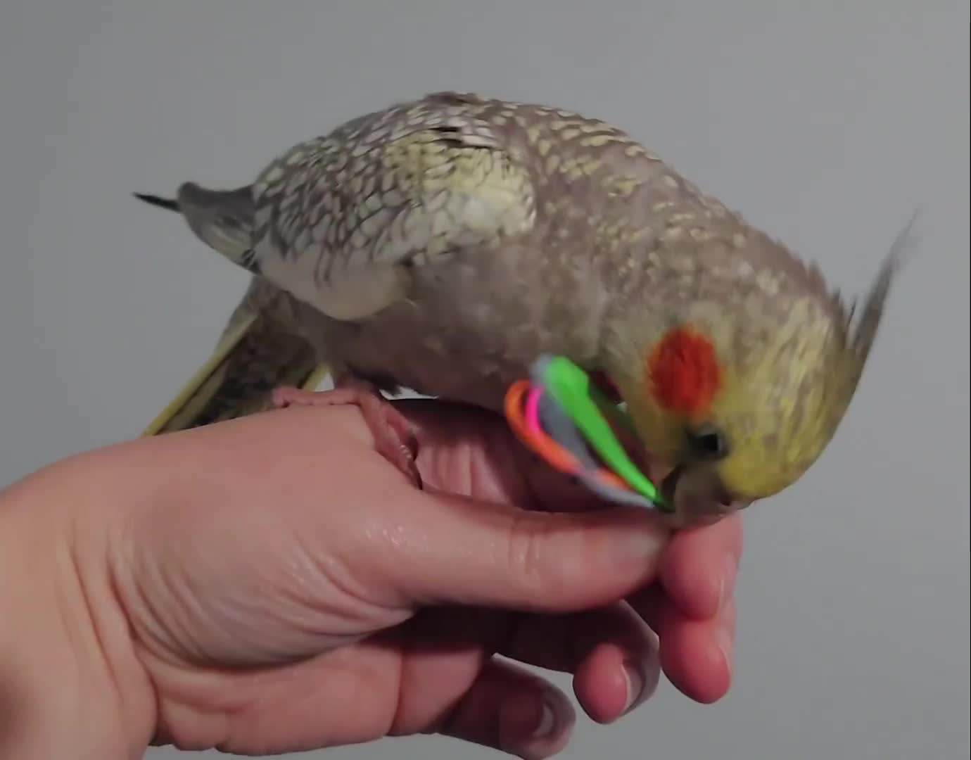 Cockatiels birds for sale: Hand reared silly tame DNA sexed baby cockatiels  - Video 1