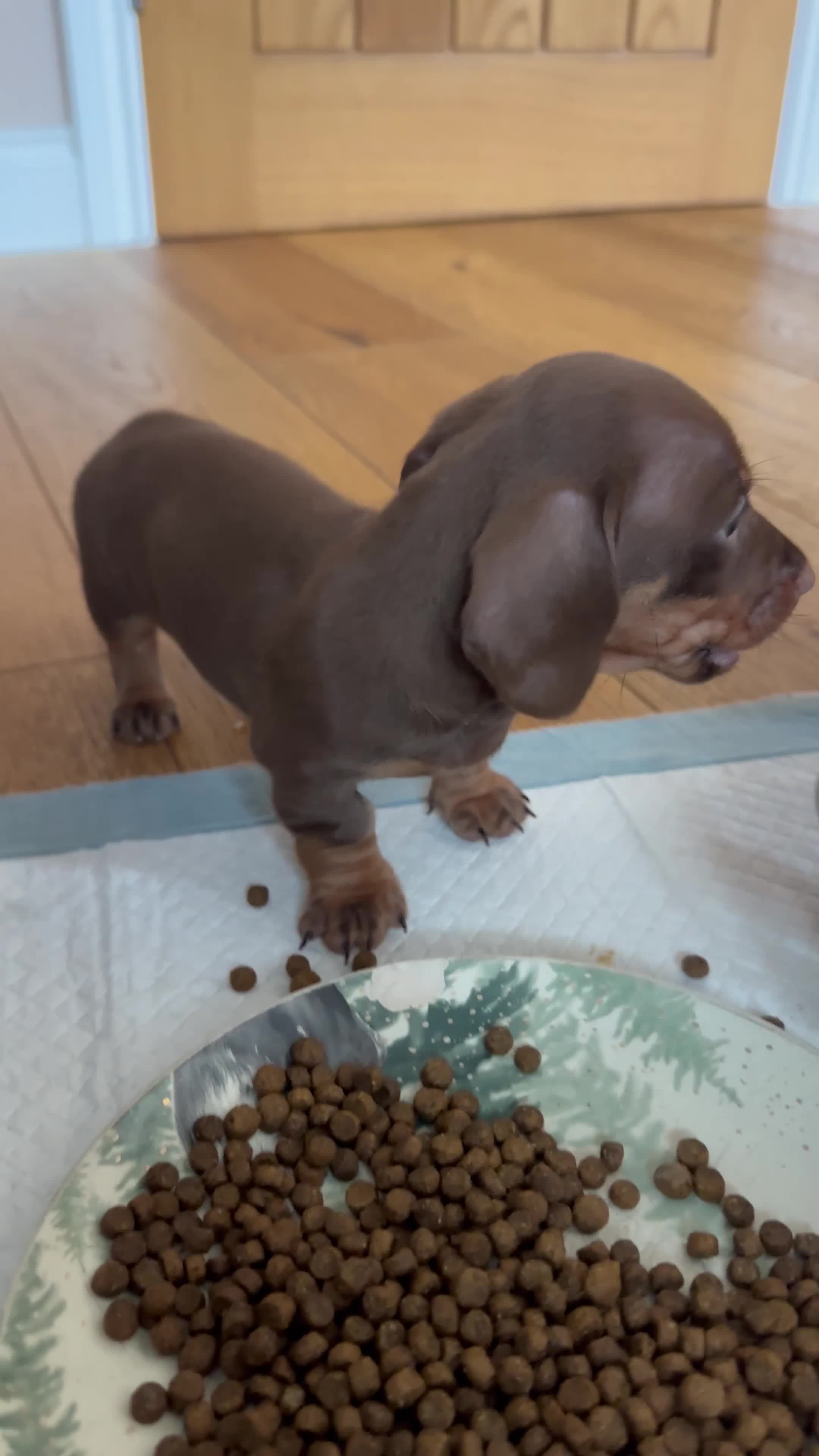Miniature Dachshund dogs for sale: Miniature Dachshunds for sale  - Video 2