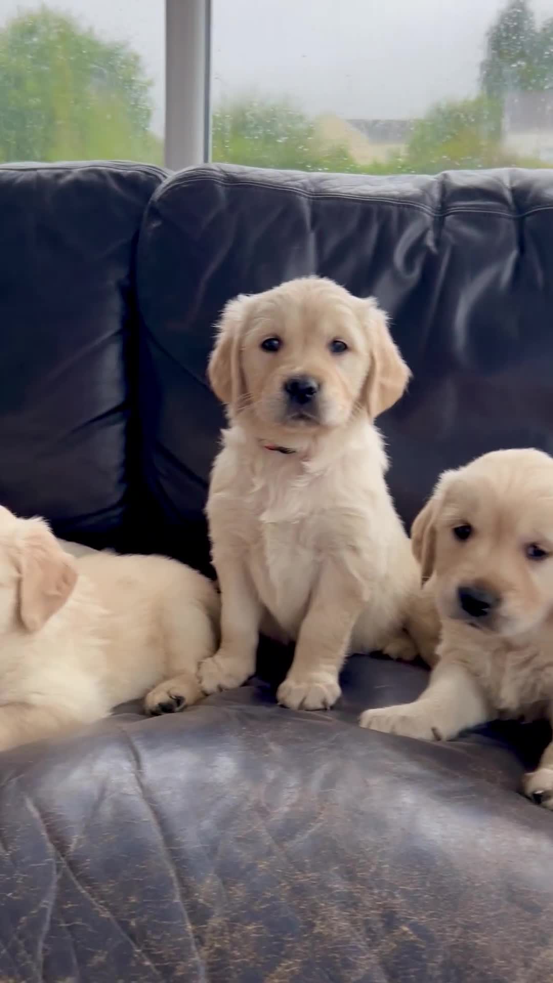 Golden Retriever dogs for sale: Beautiful Golden Retriever Puppies  - Video 3