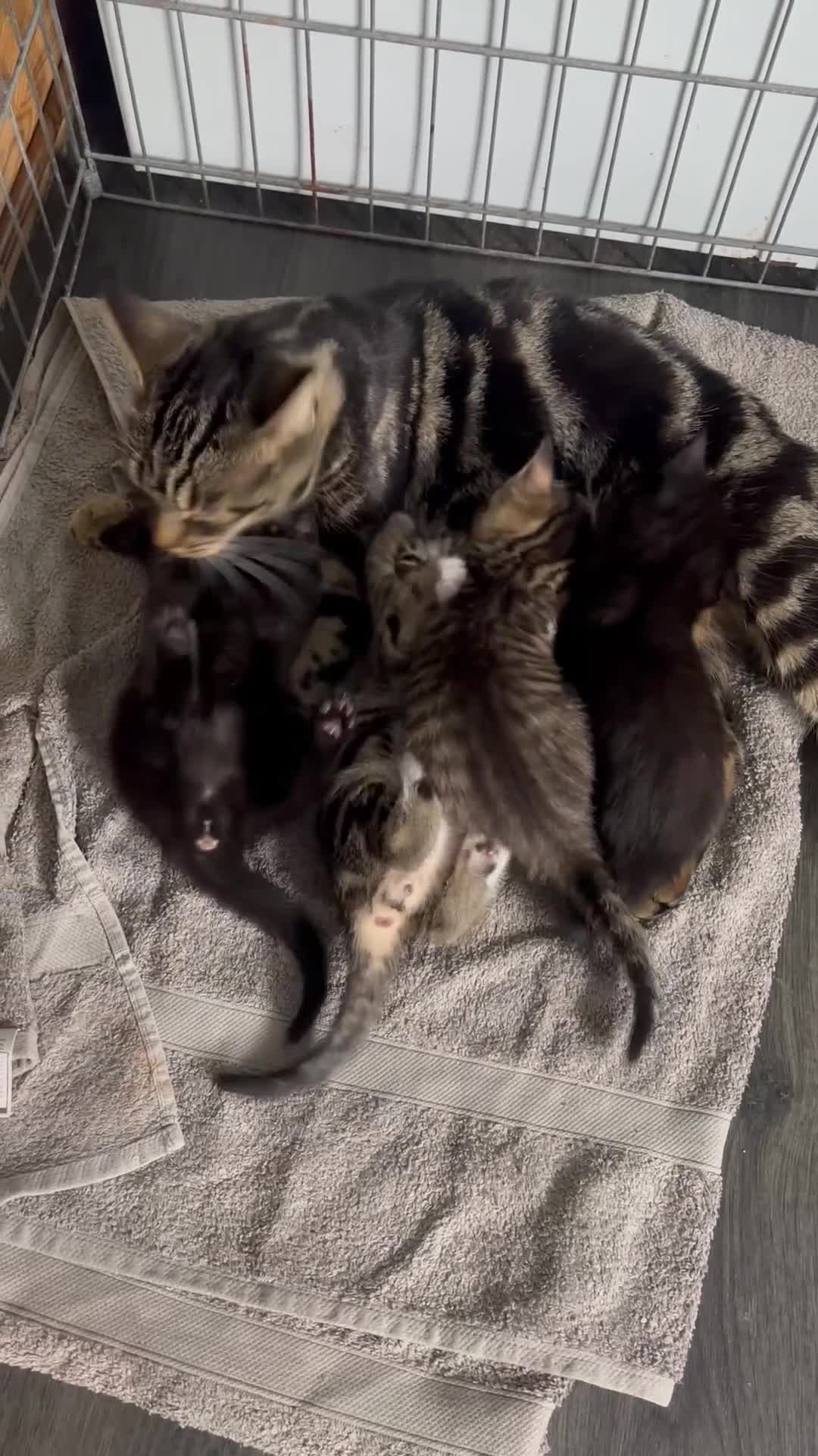 Mixed Breed cats for sale: Cuddly mixed breed kittens - Video 1