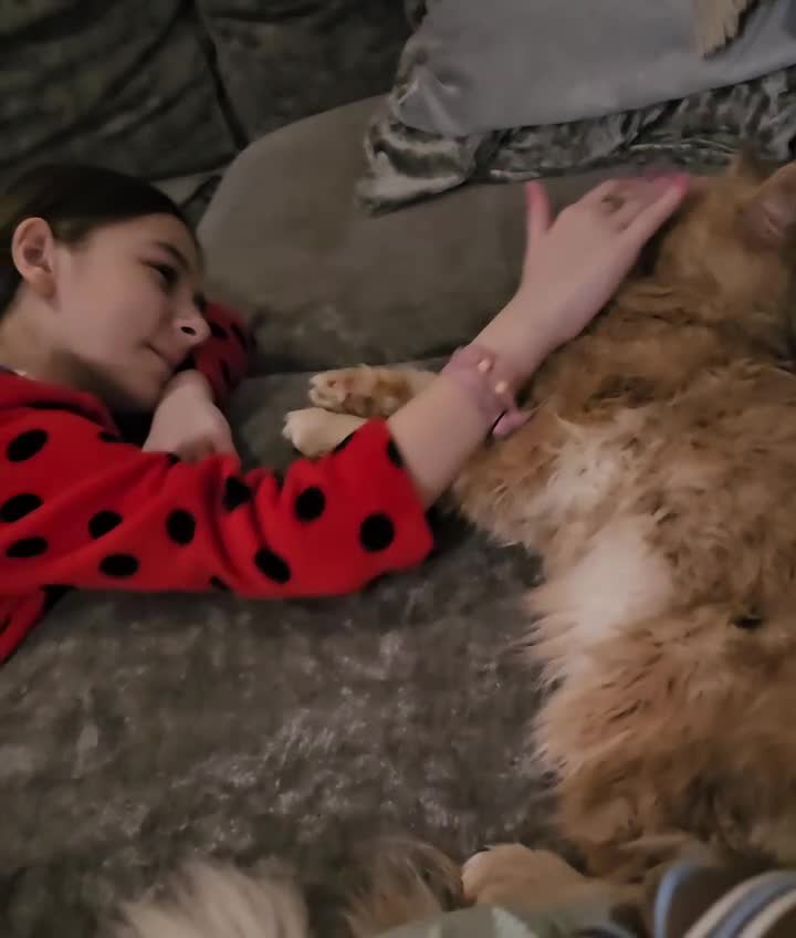 Maine Coon cats for sale: Maine Coon Kittens for Sale –2 Gi - Video 1