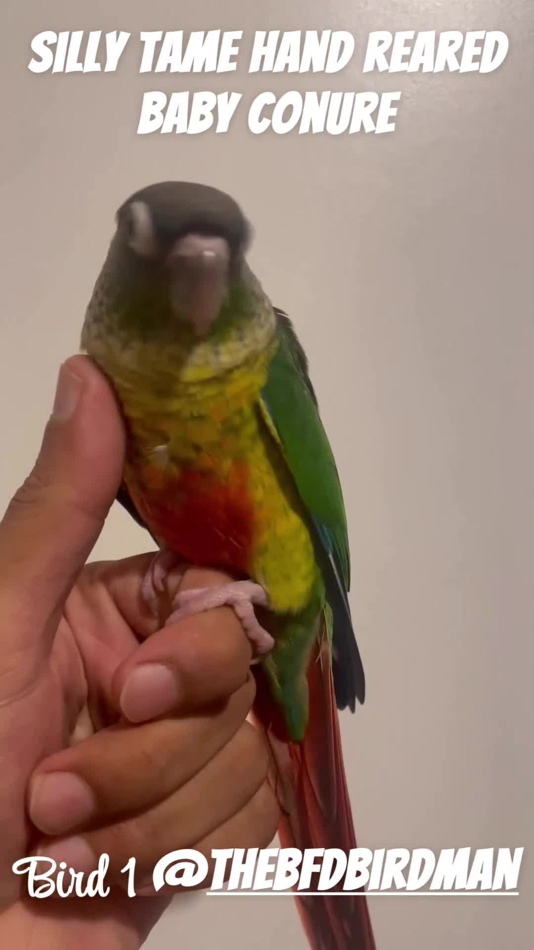 Conures birds for sale: 100% SILLY TAME HAND REARED BABY CONURES - Video 1