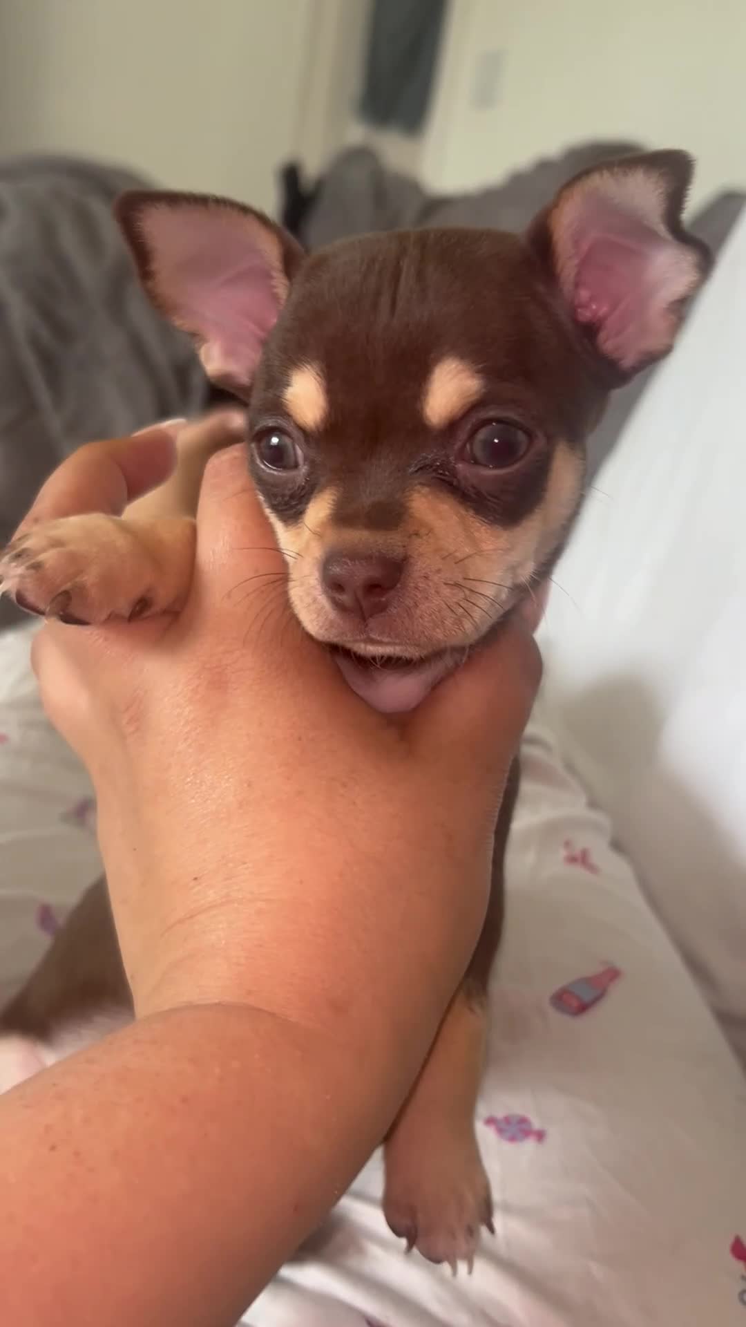 Chihuahua dogs for sale:  LAST LITTLE PRINCE LOOKING FOR HIS FOREVER HOME - Video 2