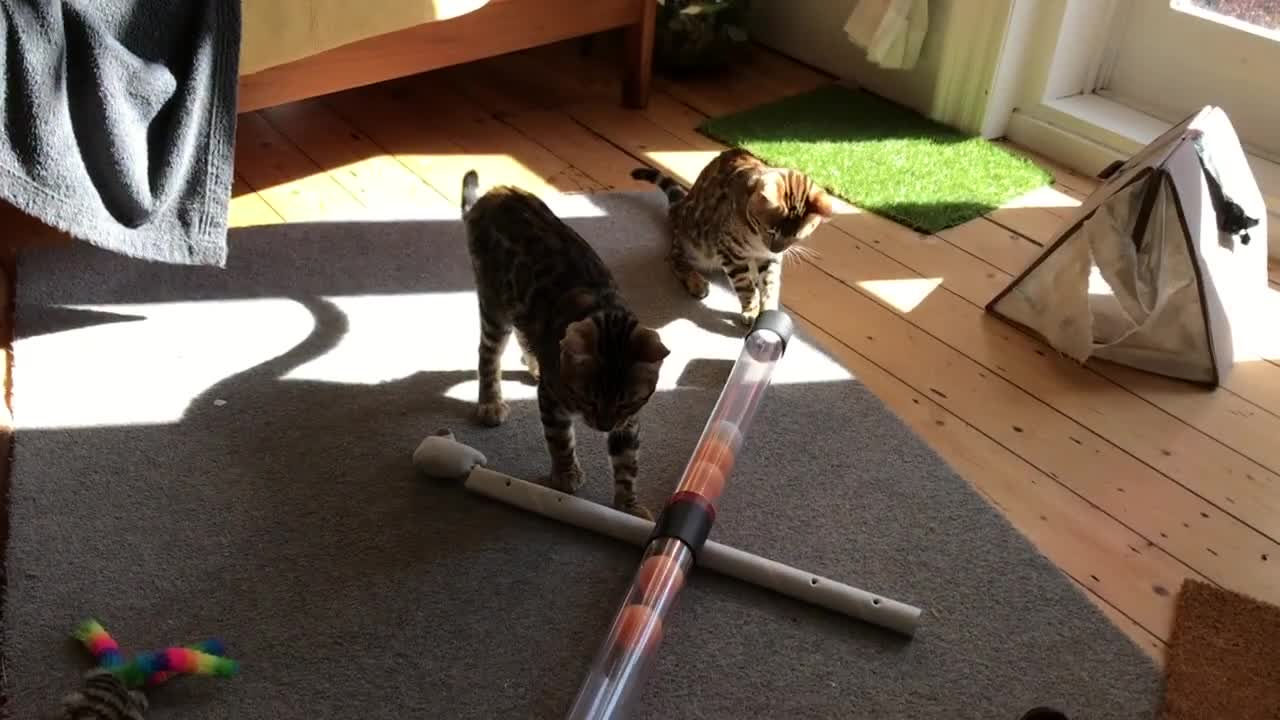 Bengal cats for sale: Pair of Bengal kittens for sale - Video 2