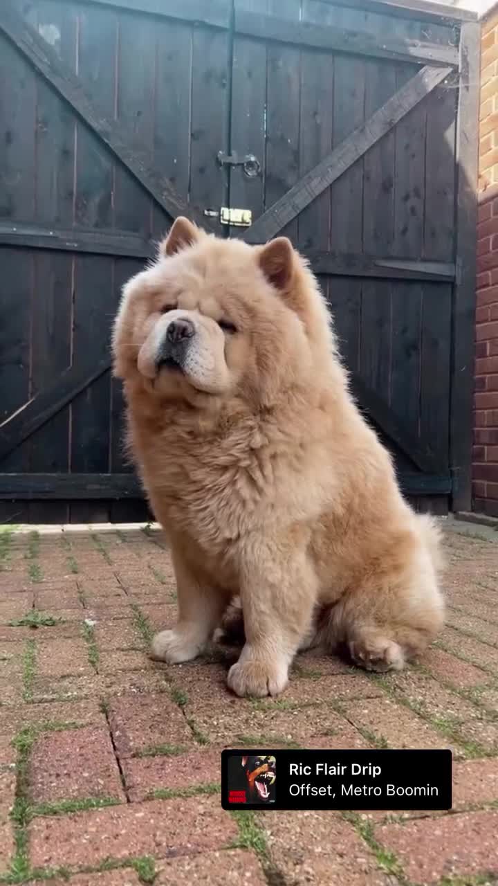 Chow Chow dogs for stud: Cream KC Chow Chow - 100% Proven Stud - Video 3