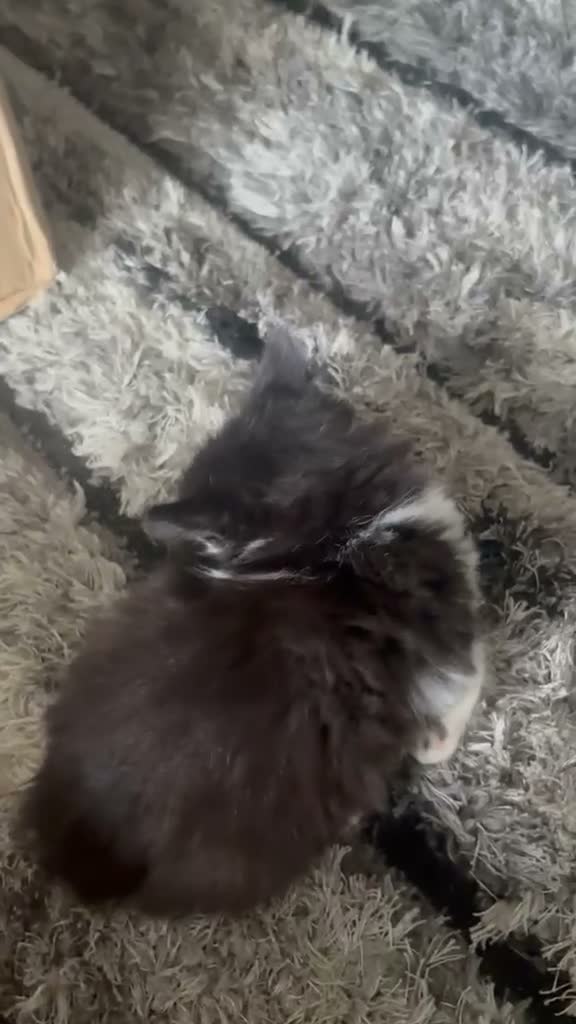 Mixed Breed cats for sale: 4 baby kittens  in Manchester - Video 2