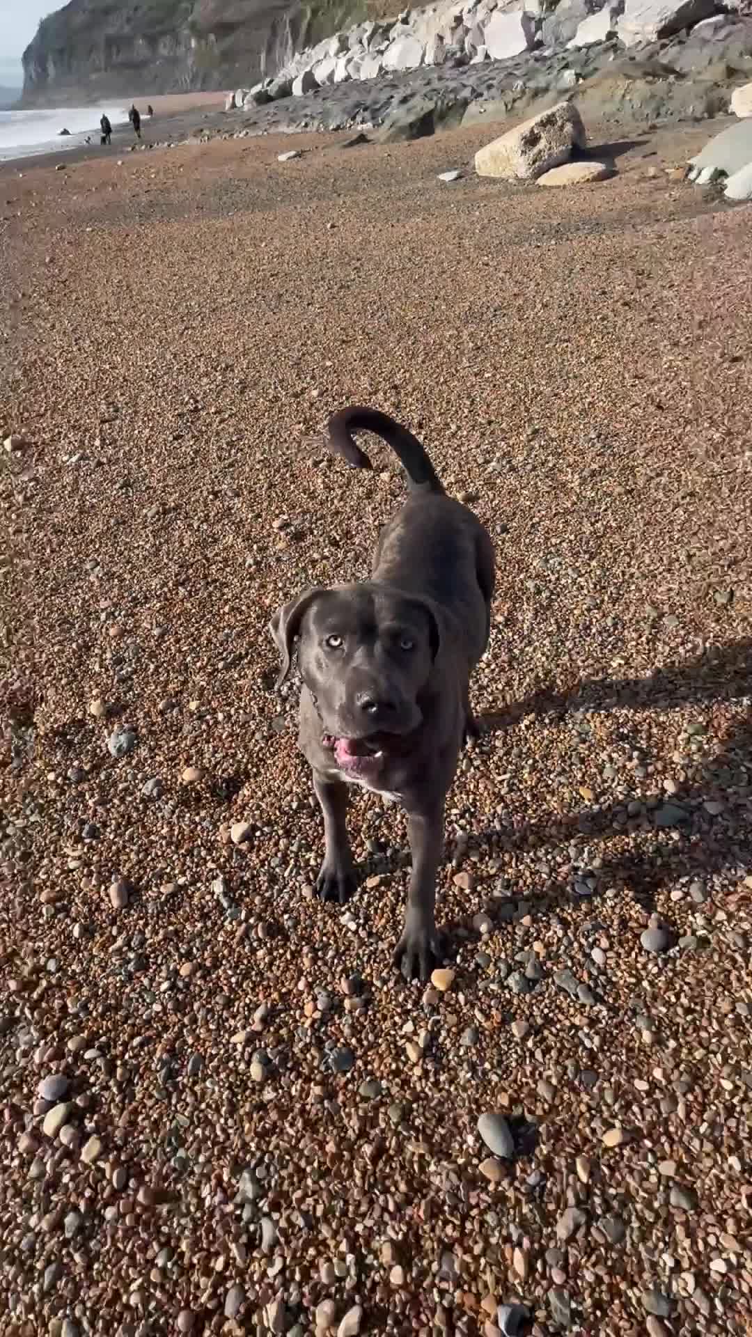 Mixed Breed dogs for sale: 1 year old female cane corso x puppy  - Video 1