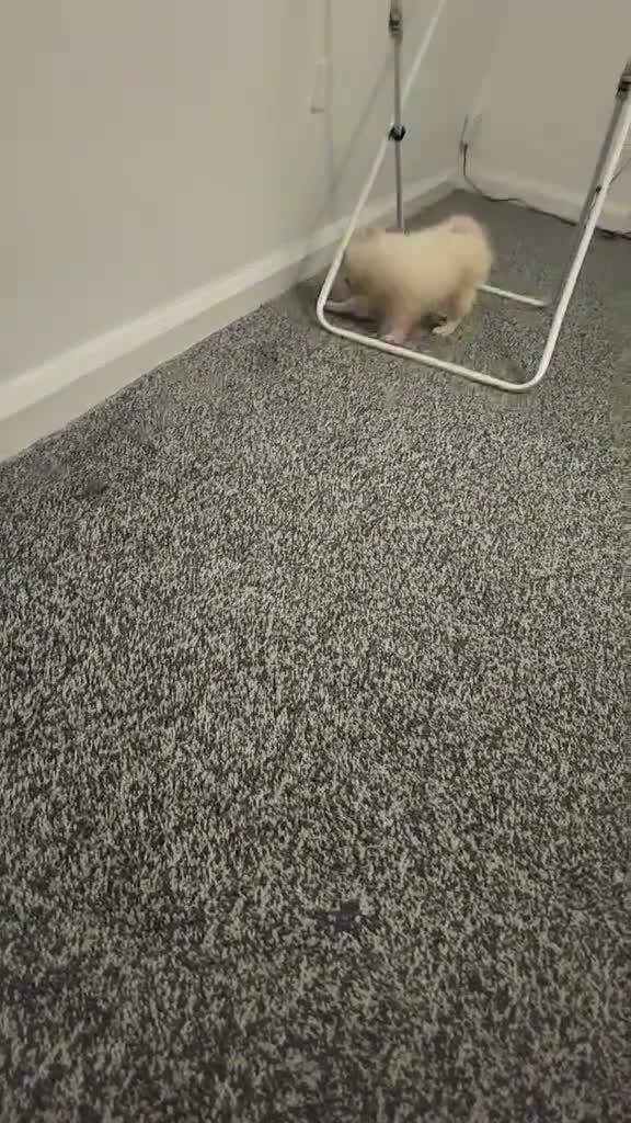 Pomeranian dogs for sale: Puppy  - Video 1
